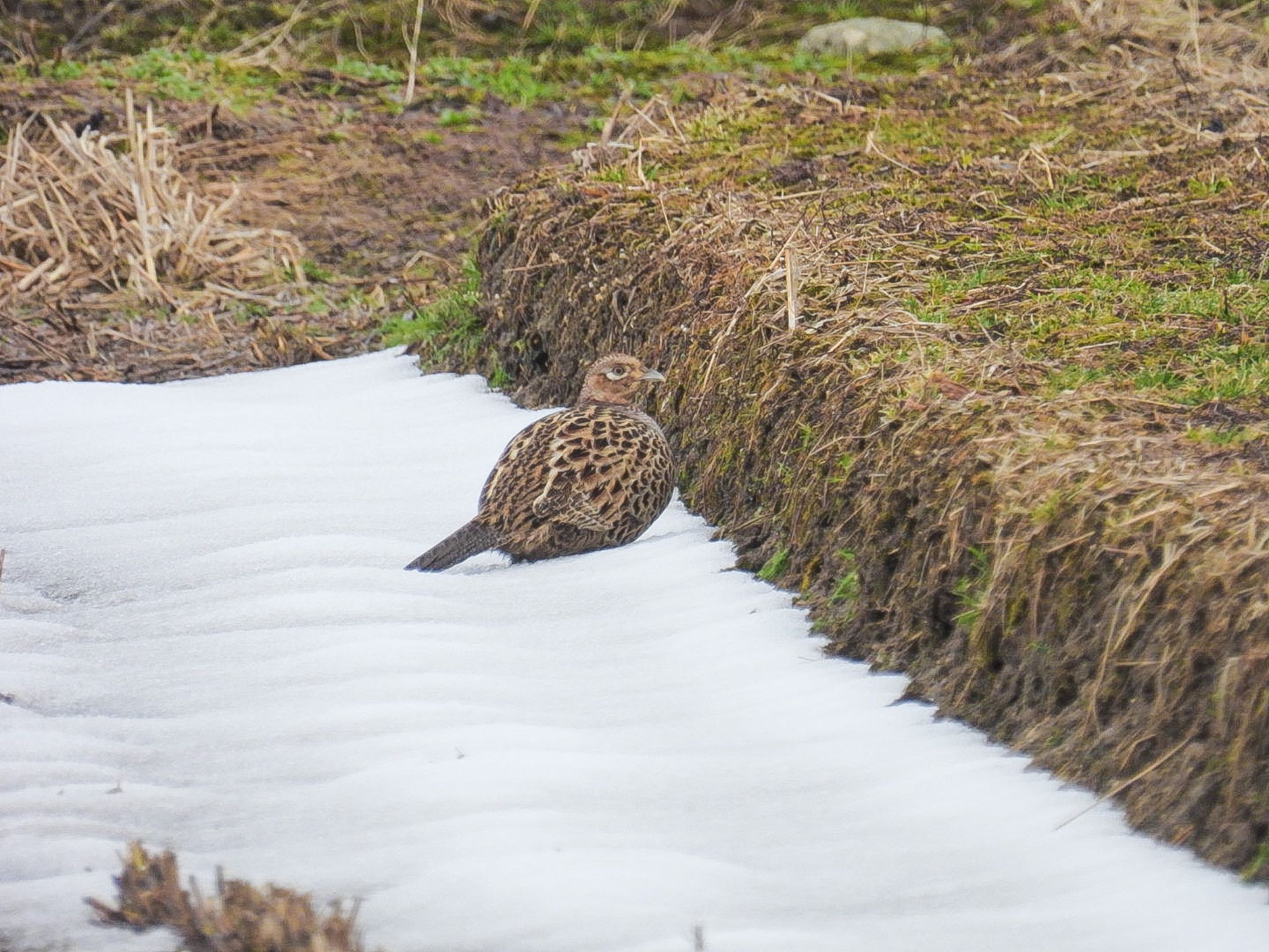 Photo of Green Pheasant at Fukushimagata by ぽちゃっこ