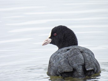 Eurasian Coot Fukushimagata Fri, 2/24/2023