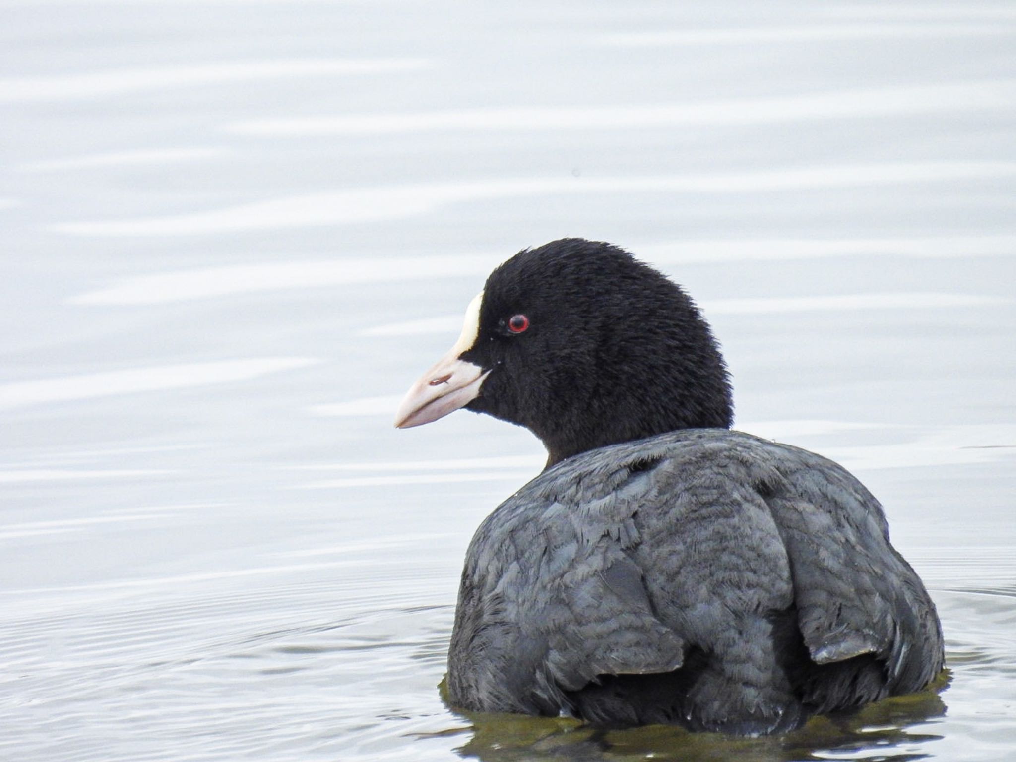 Photo of Eurasian Coot at Fukushimagata by ぽちゃっこ