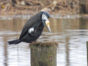 Great Cormorant Fukushimagata Fri, 2/24/2023