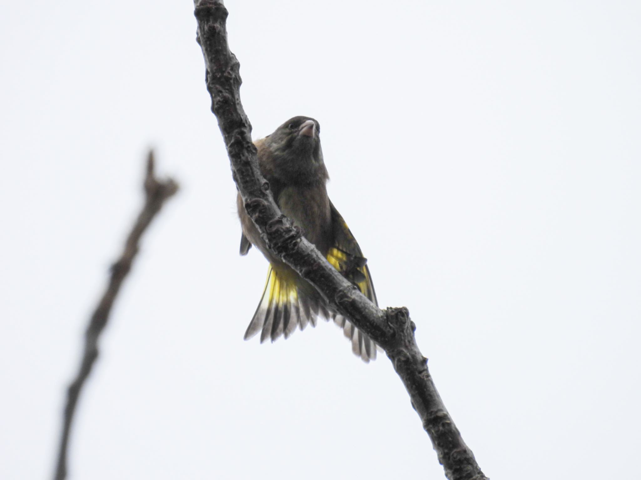 Photo of Grey-capped Greenfinch at Toyanogata by ぽちゃっこ