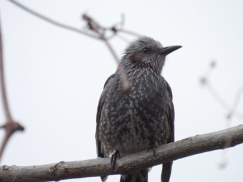 Brown-eared Bulbul Toyanogata Fri, 2/24/2023