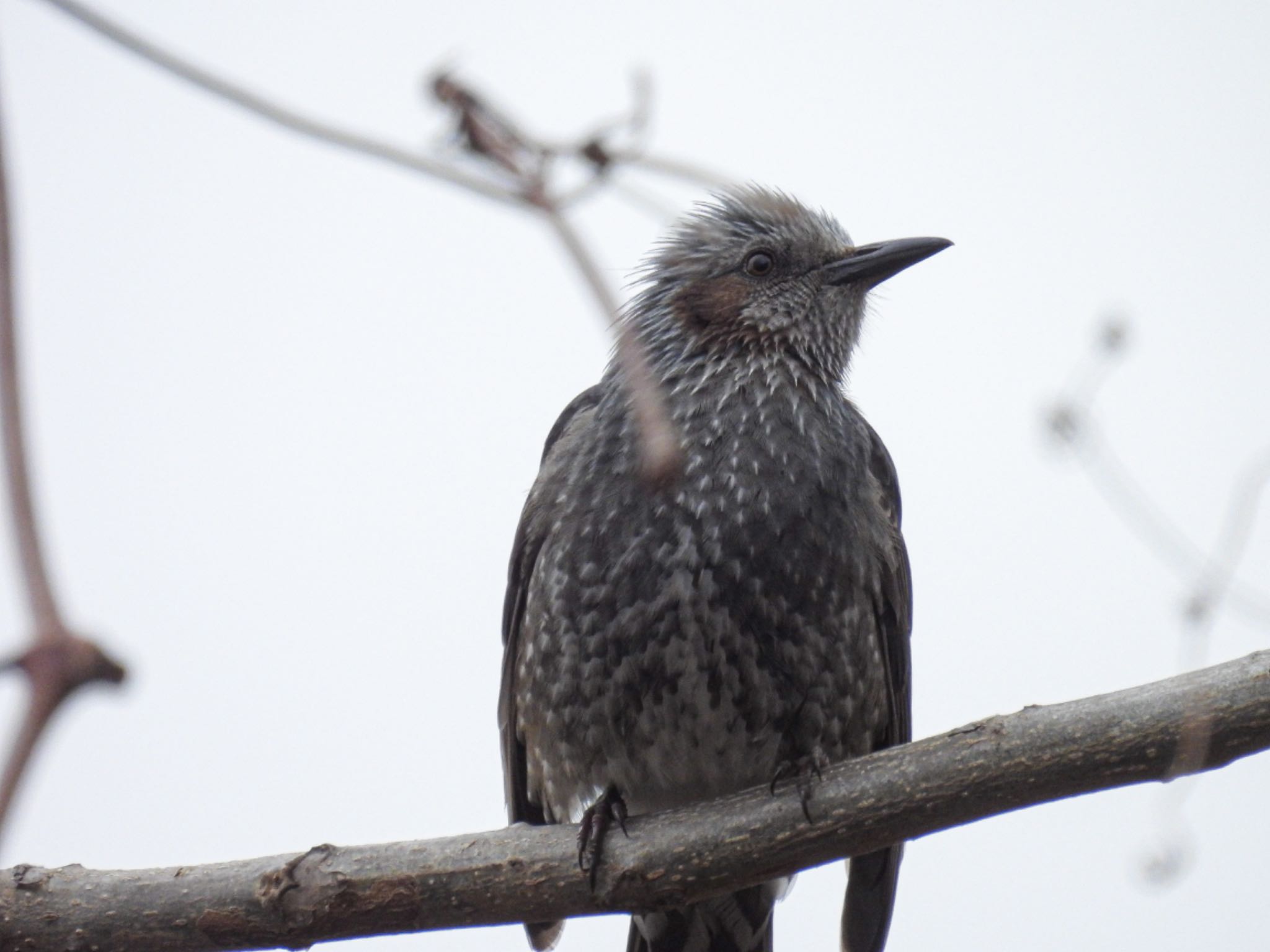 Photo of Brown-eared Bulbul at Toyanogata by ぽちゃっこ