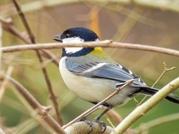 シジュウカラ 鳥屋野潟 2023年2月24日(金)