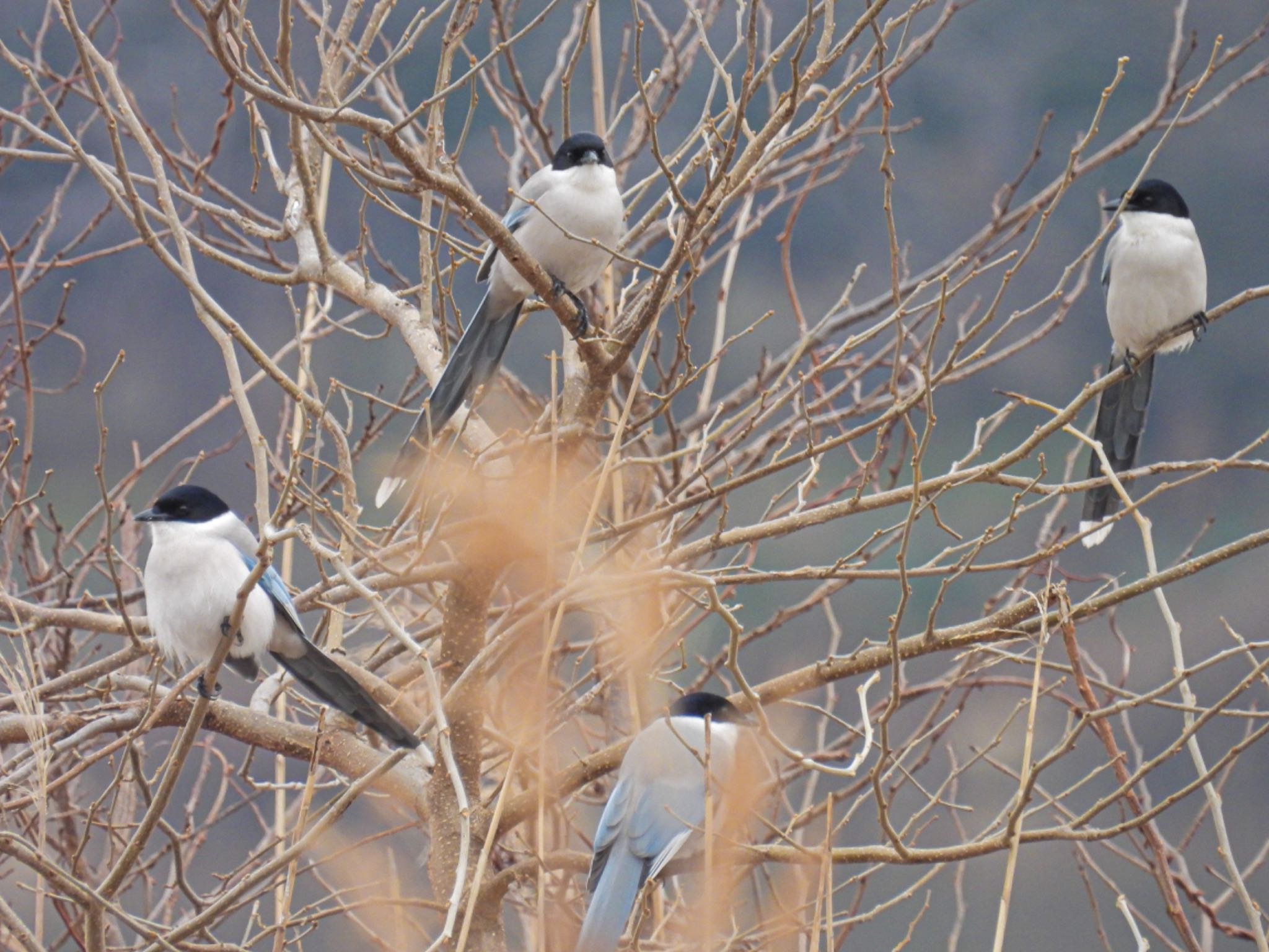 Photo of Azure-winged Magpie at Toyanogata by ぽちゃっこ