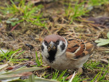 スズメ 鳥屋野潟 2023年2月24日(金)