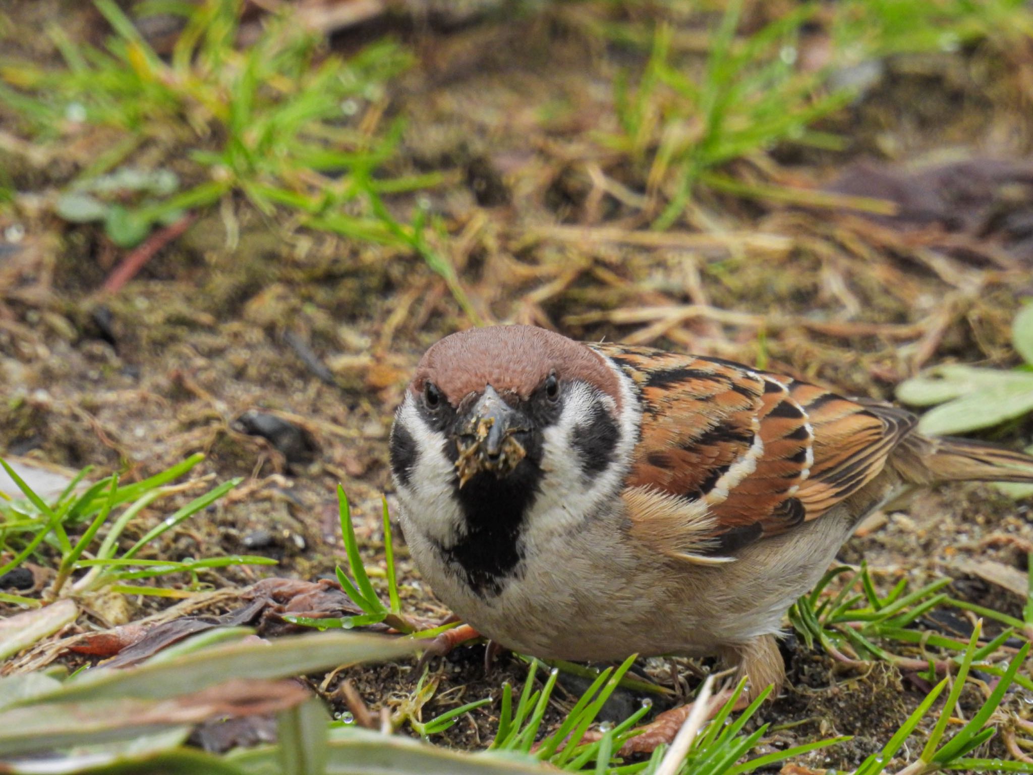 Photo of Eurasian Tree Sparrow at Toyanogata by ぽちゃっこ