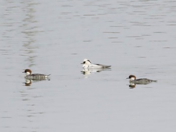 2023年2月24日(金) 砂沼広域公園の野鳥観察記録