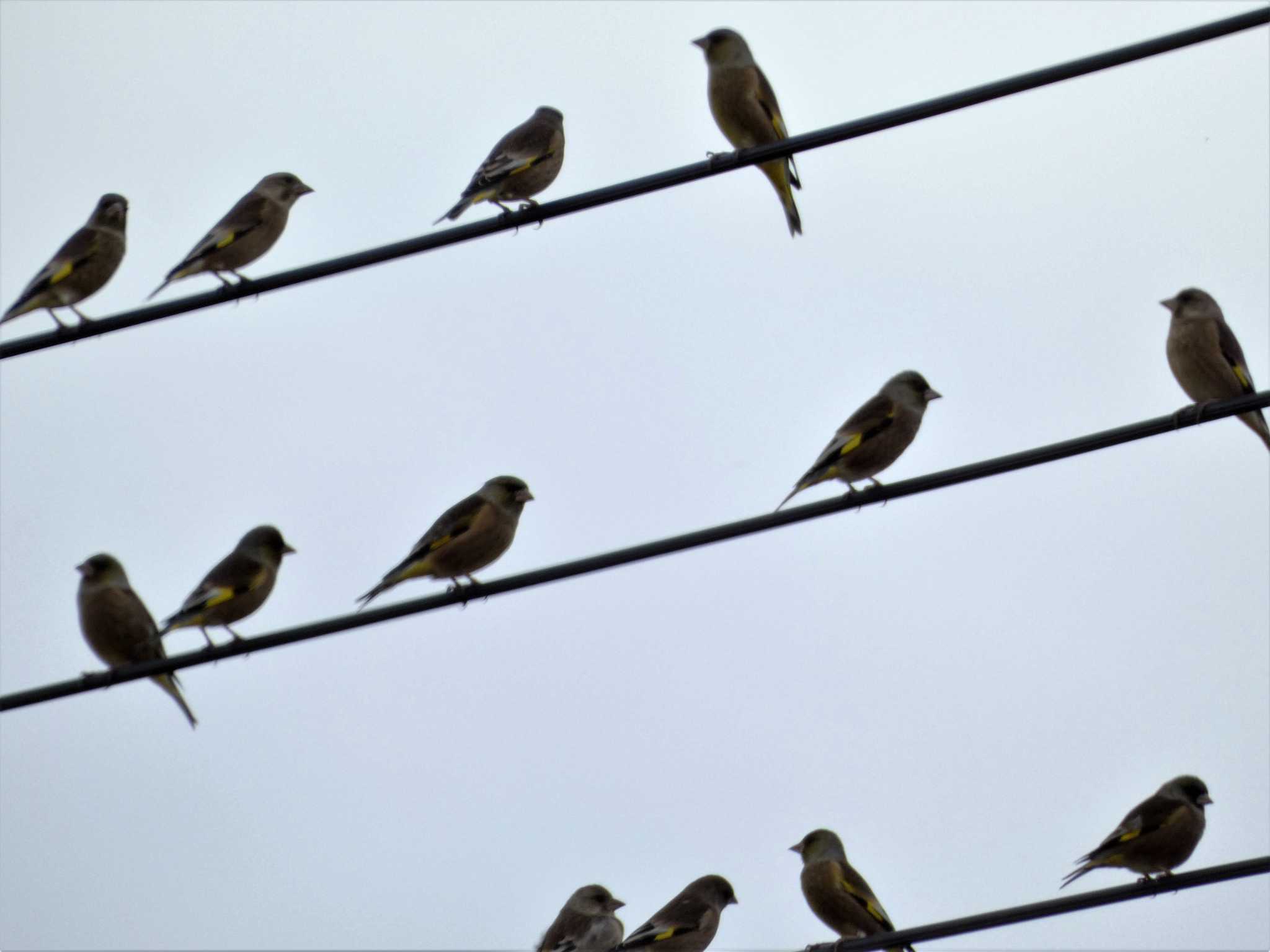 Grey-capped Greenfinch