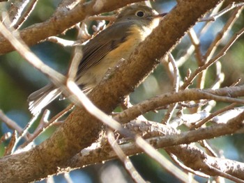 2022年12月8日(木) 箱根の野鳥観察記録