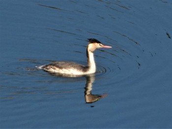 カンムリカイツブリ 丹沢湖 2023年2月18日(土)