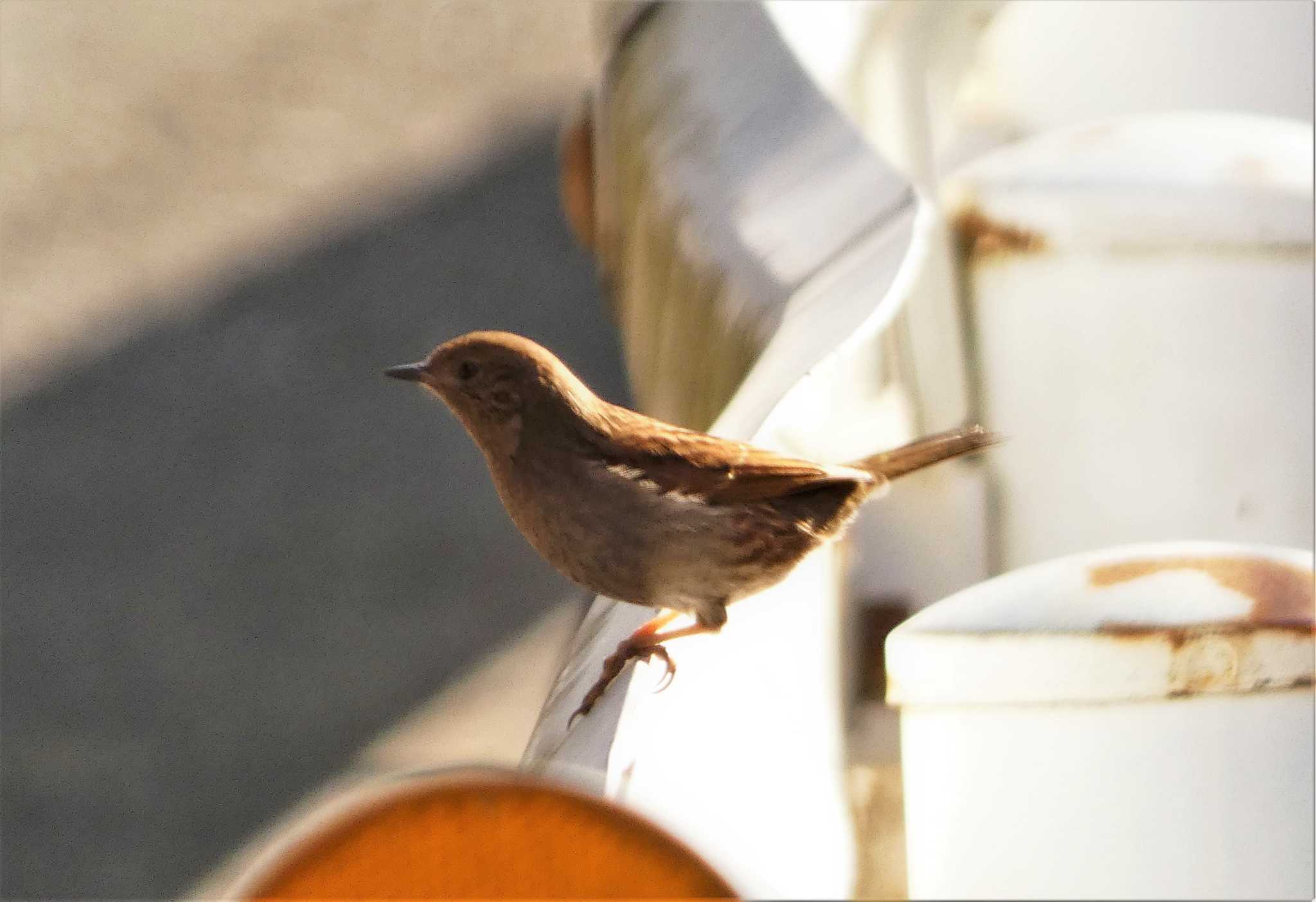 丹沢湖 カヤクグリの写真 by koshi