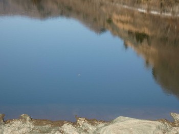 カンムリカイツブリ 丹沢湖 2023年2月18日(土)