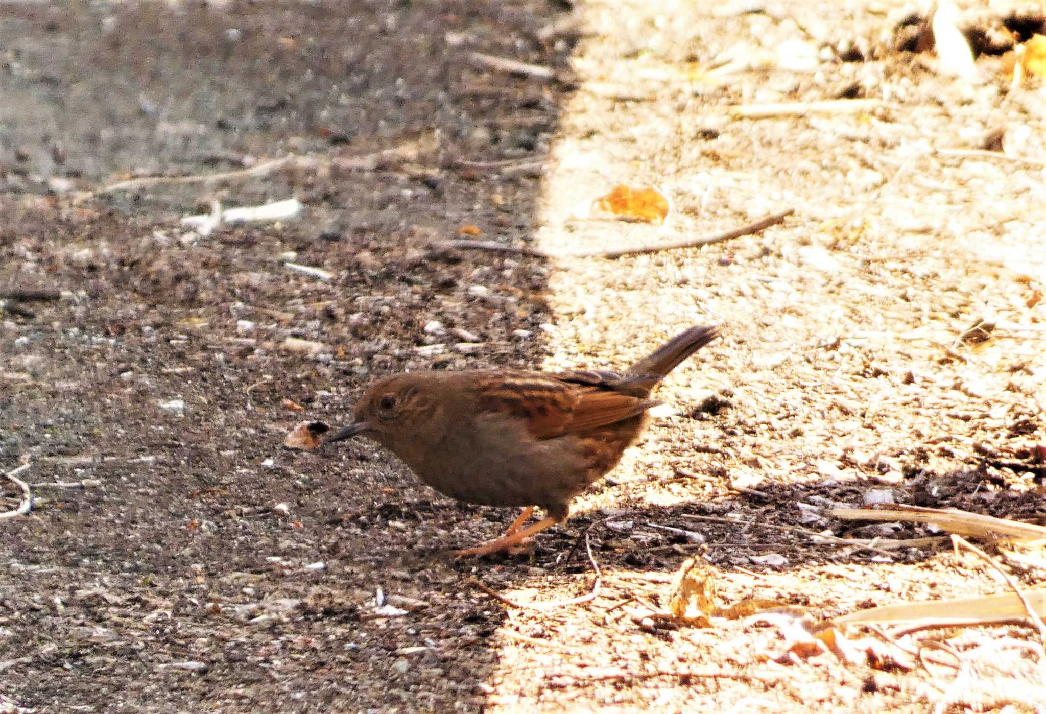 カヤクグリ