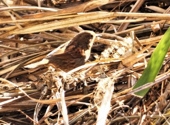 2023年2月18日(土) 丹沢湖の野鳥観察記録