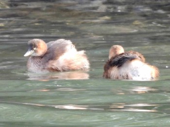 カイツブリ 東京港野鳥公園 2021年12月10日(金)