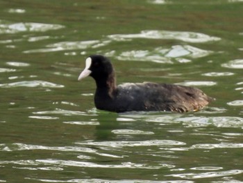 オオバン 東京港野鳥公園 2021年12月10日(金)