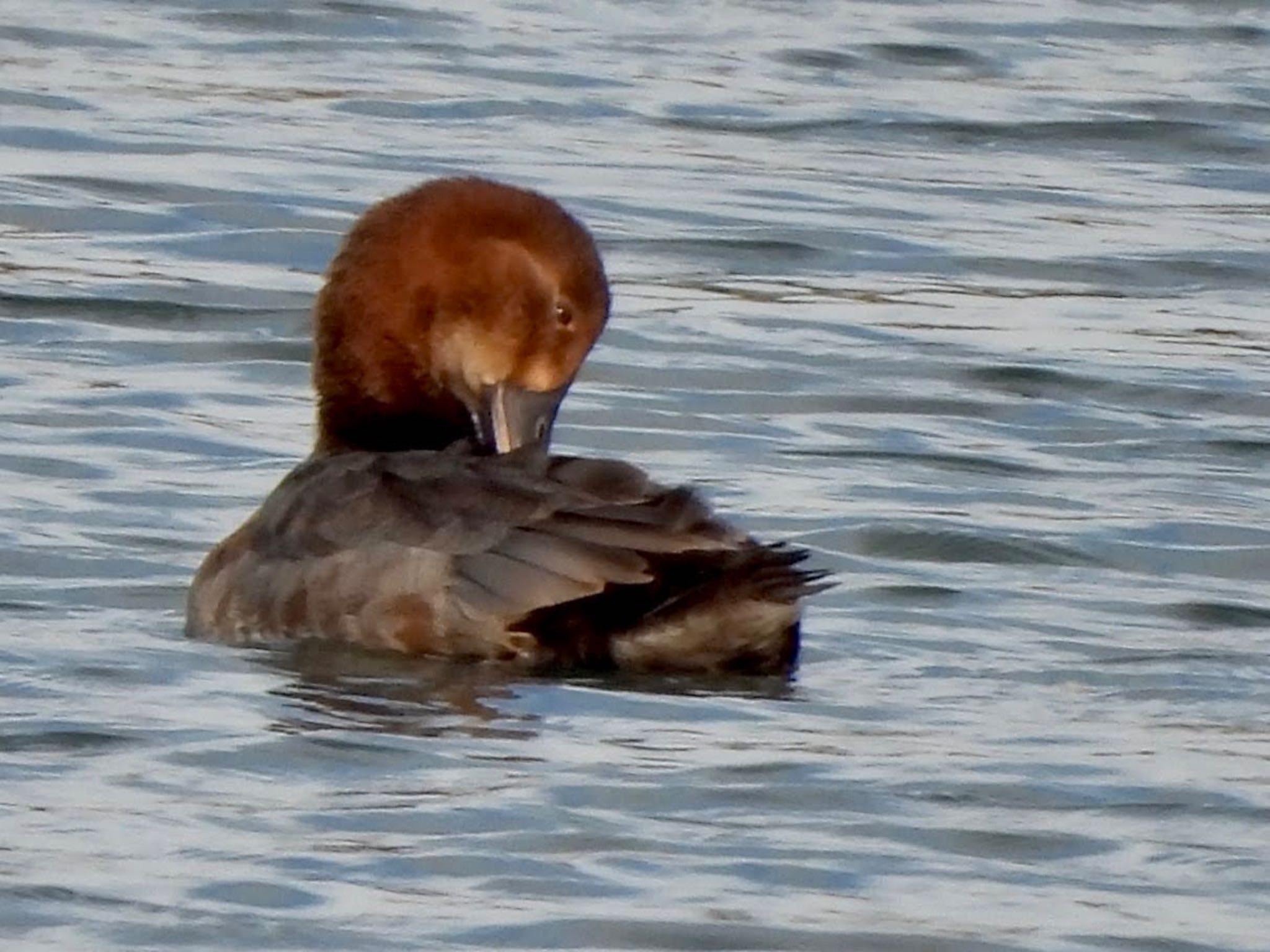 Photo of Common Pochard at Tokyo Port Wild Bird Park by くー