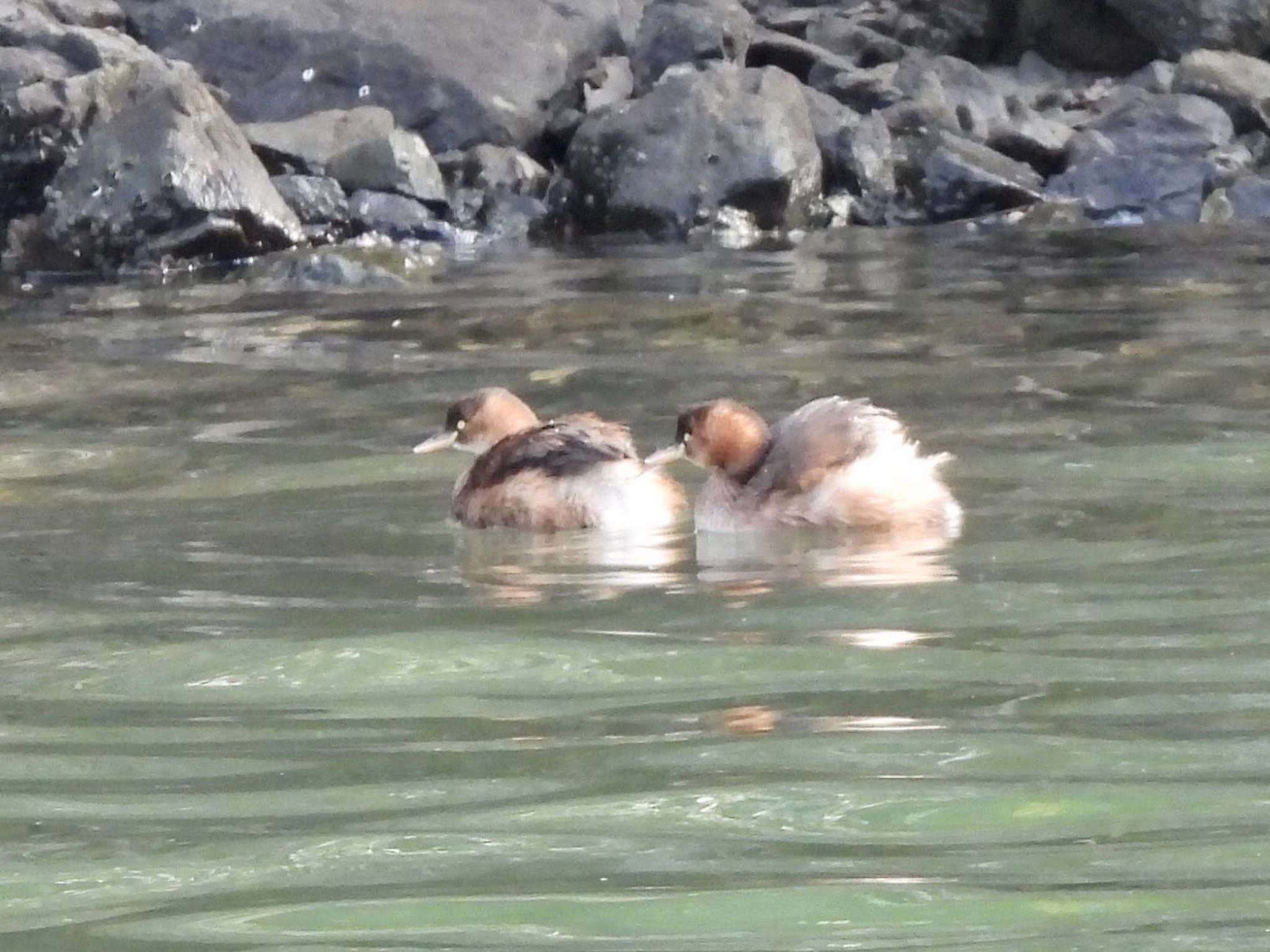 Photo of Little Grebe at Tokyo Port Wild Bird Park by くー