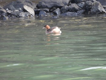 カイツブリ 東京港野鳥公園 2021年12月10日(金)