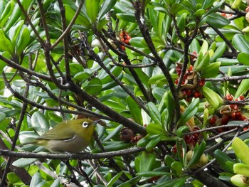 メジロ 東京港野鳥公園 2021年12月10日(金)