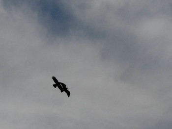 ハシブトガラス 東京港野鳥公園 2021年12月10日(金)