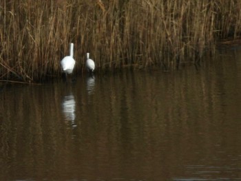 ダイサギ 東京港野鳥公園 2021年12月10日(金)