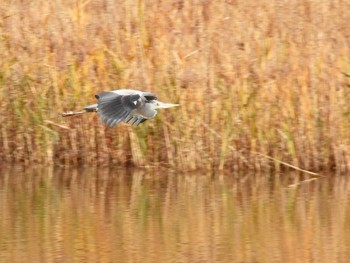 アオサギ 東京港野鳥公園 2021年12月10日(金)