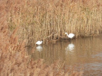 コサギ 東京港野鳥公園 2021年12月10日(金)