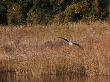 アオサギ 東京港野鳥公園 2021年12月10日(金)