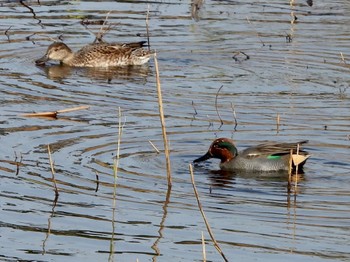 コガモ 東京港野鳥公園 2021年12月10日(金)