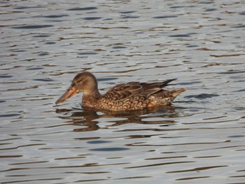 ハシビロガモ 東京港野鳥公園 2021年12月10日(金)