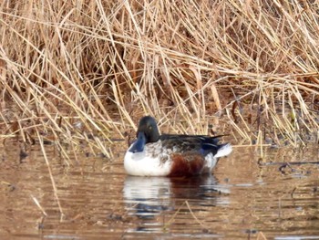 ハシビロガモ 東京港野鳥公園 2021年12月10日(金)