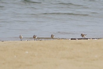 Sanderling Gonushi Coast Fri, 4/27/2018