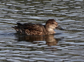 コガモ 東京港野鳥公園 2021年12月10日(金)