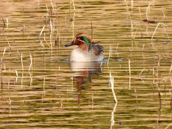 コガモ 東京港野鳥公園 2021年12月10日(金)