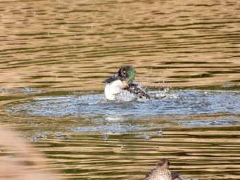 ハシビロガモ 東京港野鳥公園 2021年12月10日(金)