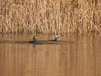 カワウ 東京港野鳥公園 2021年12月10日(金)