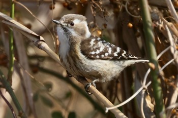 Japanese Pygmy Woodpecker 祖父江ワイルドネイチャー緑地 Thu, 2/23/2023