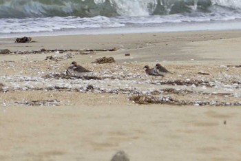 2018年4月27日(金) 五主海岸の野鳥観察記録