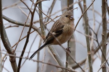 Siberian Long-tailed Rosefinch 祖父江ワイルドネイチャー緑地 Thu, 2/23/2023