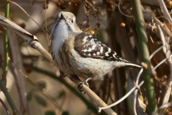 Japanese Pygmy Woodpecker 祖父江ワイルドネイチャー緑地 Thu, 2/23/2023