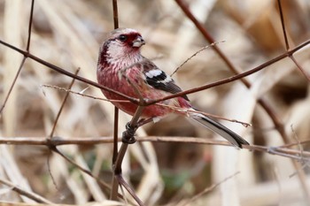 Siberian Long-tailed Rosefinch 祖父江ワイルドネイチャー緑地 Thu, 2/23/2023