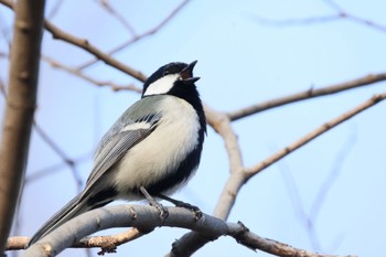 Japanese Tit 祖父江ワイルドネイチャー緑地 Thu, 2/23/2023