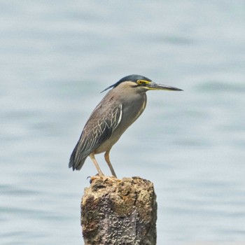 Thu, 2/23/2023 Birding report at Khlung District, Chanthaburi, Thailand