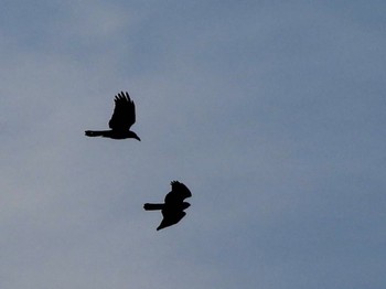 トビ 東京港野鳥公園 2021年12月10日(金)