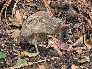 Malayan Night Heron Ishigaki Island Fri, 2/17/2023