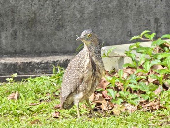 Malayan Night Heron Ishigaki Island Fri, 2/17/2023