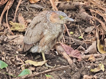 Malayan Night Heron Ishigaki Island Fri, 2/17/2023