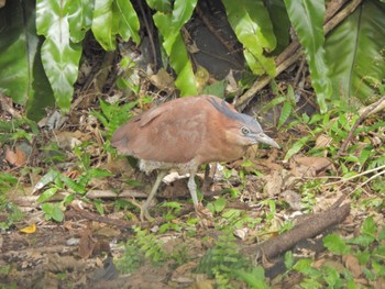 Malayan Night Heron Ishigaki Island Fri, 2/17/2023